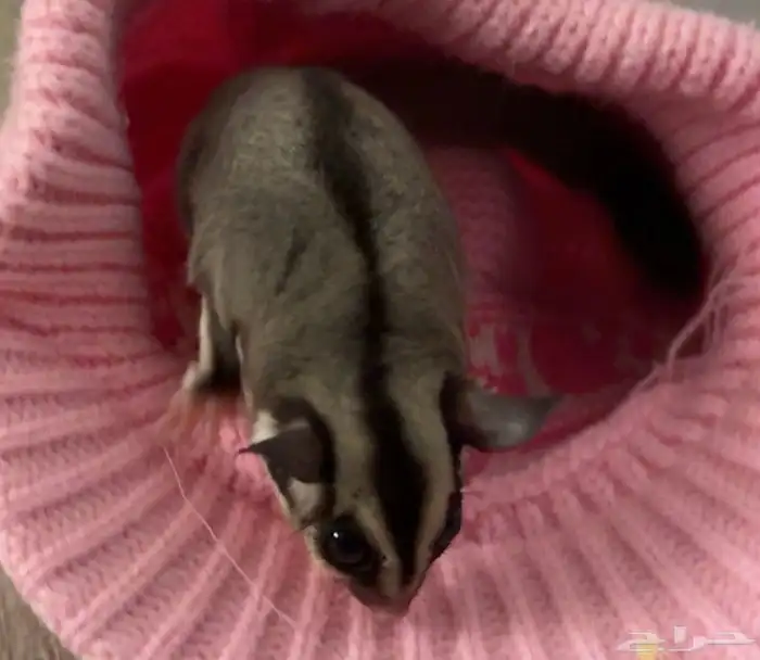 سنجاب طائر شوقر قلايدر 1