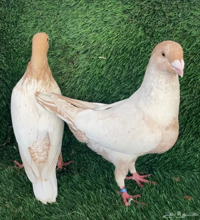 جوز زاجل فراشة ارجنت انتاج 2