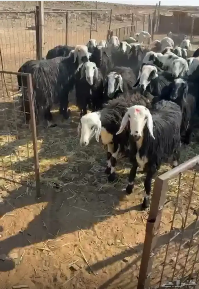 للبيع غنم و معزاء 1