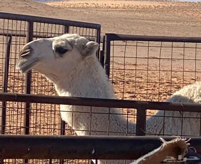 بعير باتلي فحل للبيع او البدل 1