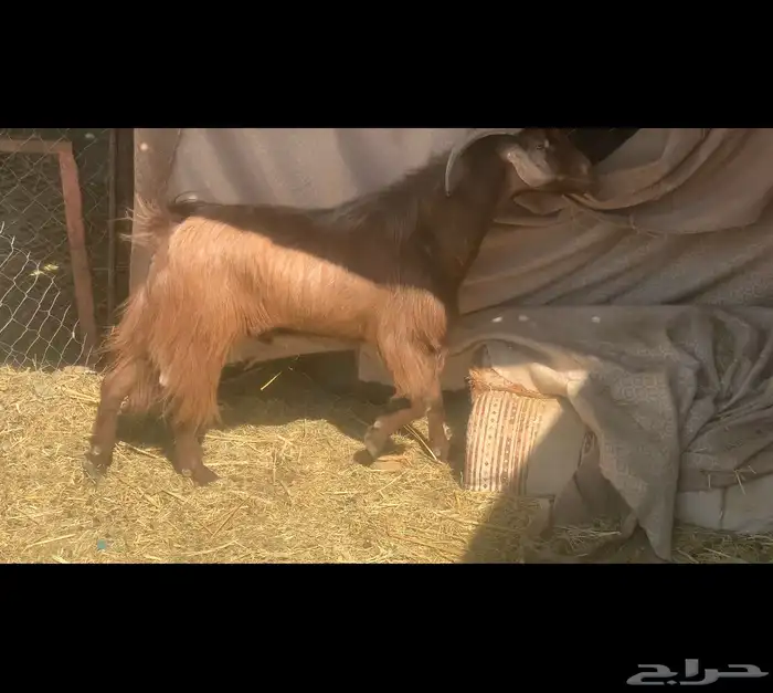 تيس كفو شرط 0