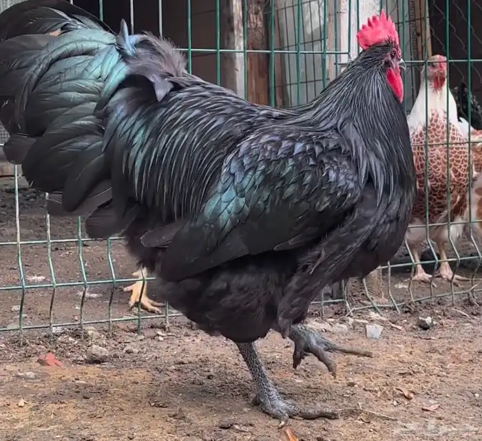 بيض مخصب للتفقيس لسلاله الاسترالورب الالماني العملاق 0