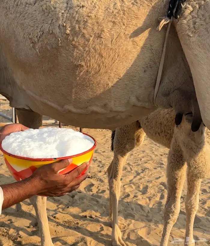 خلفه منيح رقم واحد والحليب واجد وهداوه تحتها قعود 2