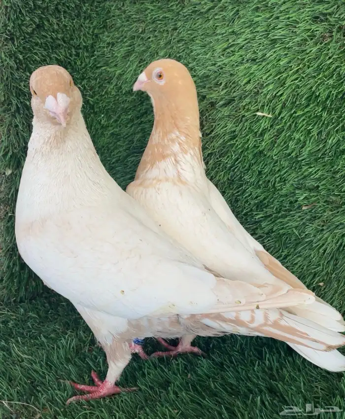 جوز زاجل فراشة ارجنت انتاج 0