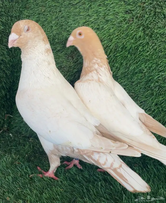 جوز زاجل فراشة ارجنت انتاج 1