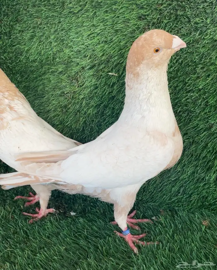 جوز زاجل فراشة ارجنت انتاج 3