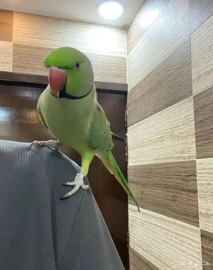 ذكرين ذره هندي جاهز للنتاج 3