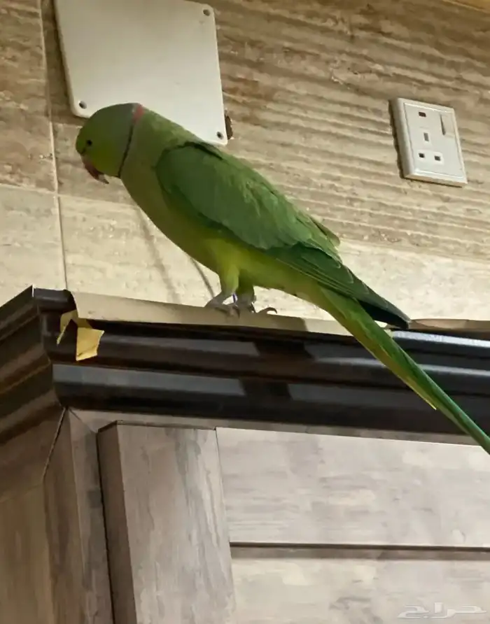 ذكرين ذره هندي جاهز للنتاج 7