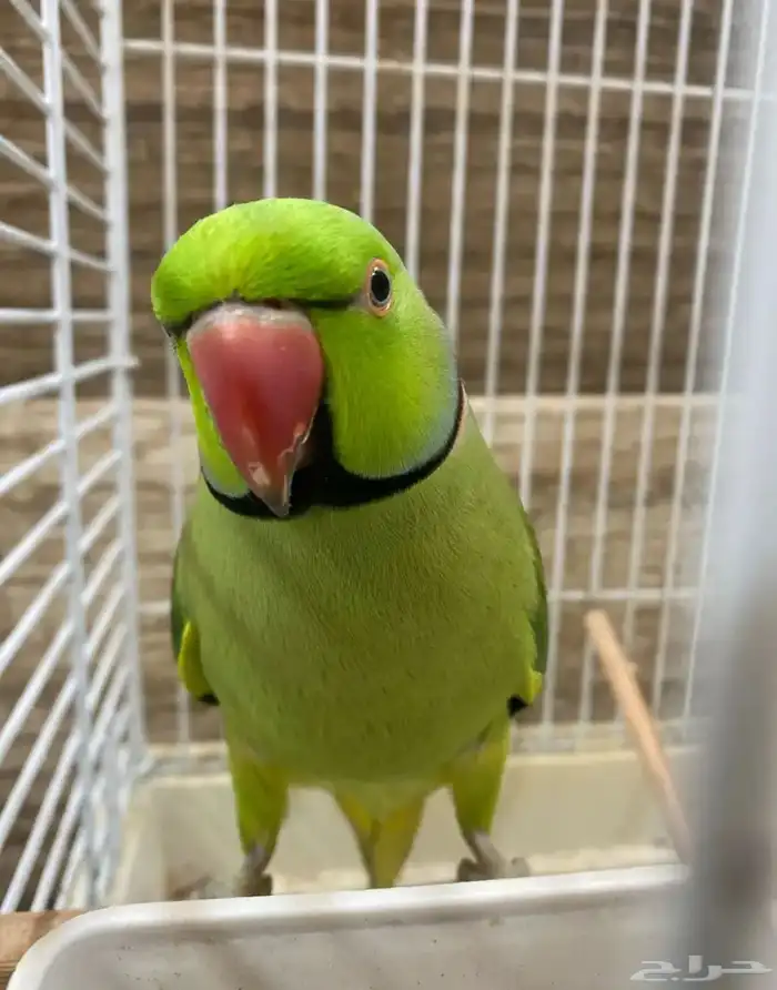 ذكرين ذره هندي جاهز للنتاج 0