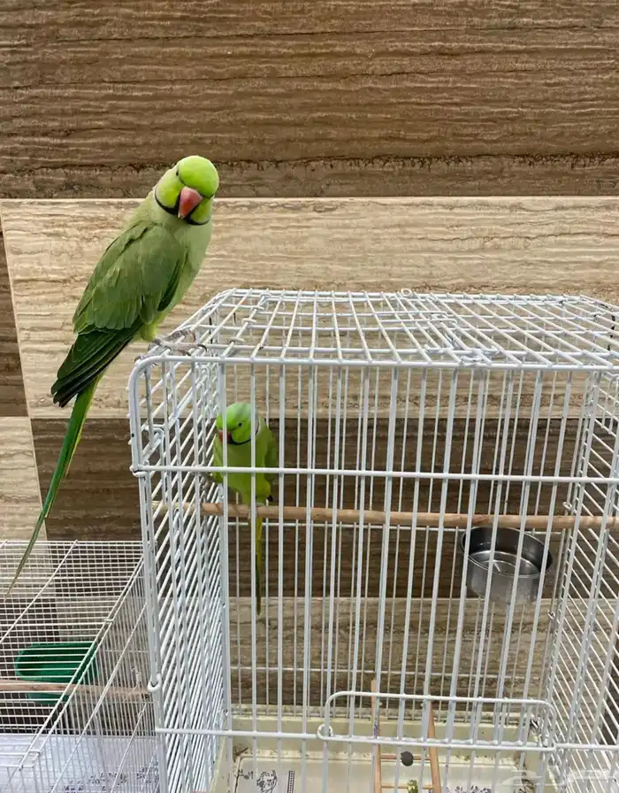 ذكرين ذره هندي جاهز للنتاج 4