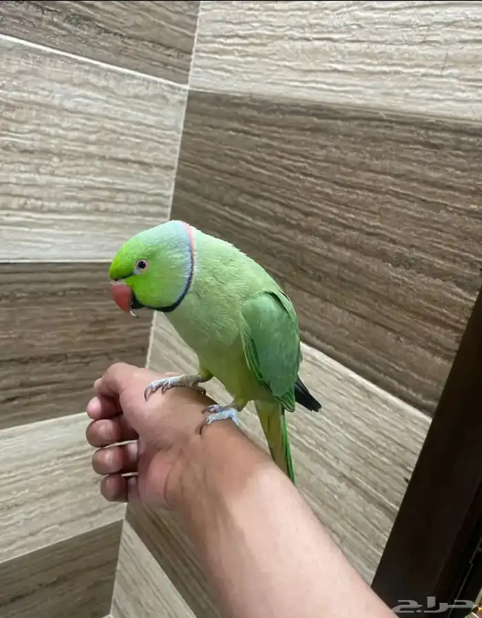 ذكرين ذره هندي جاهز للنتاج 5