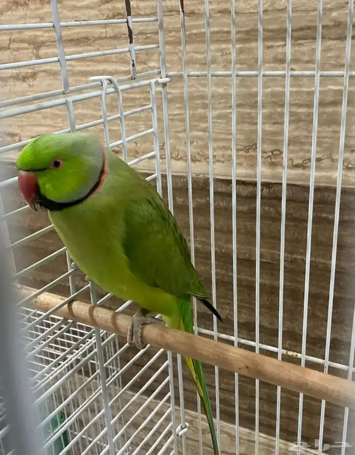 ذكرين ذره هندي جاهز للنتاج 2