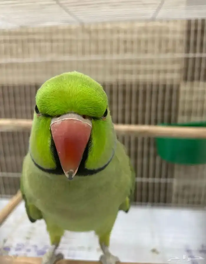 ذكرين ذره هندي جاهز للنتاج 6