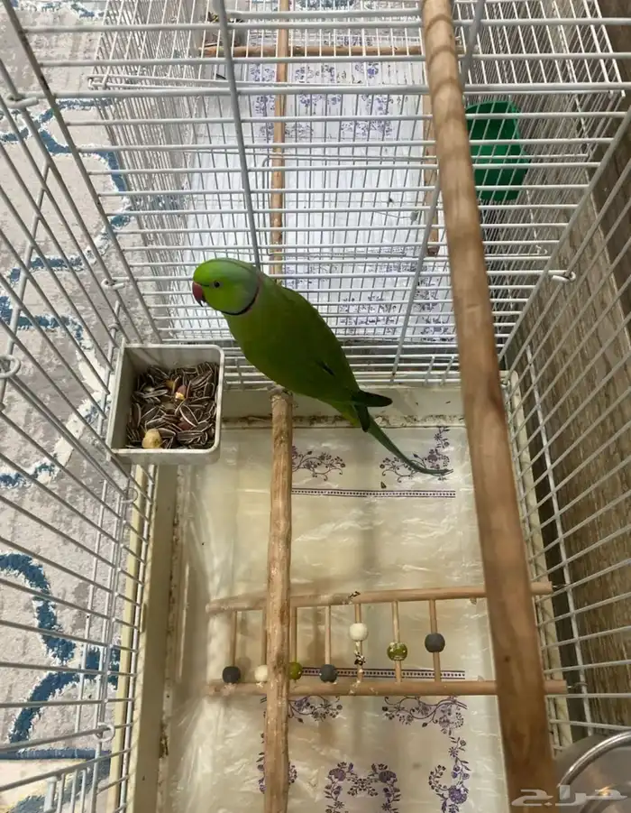 ذكرين ذره هندي جاهز للنتاج 1