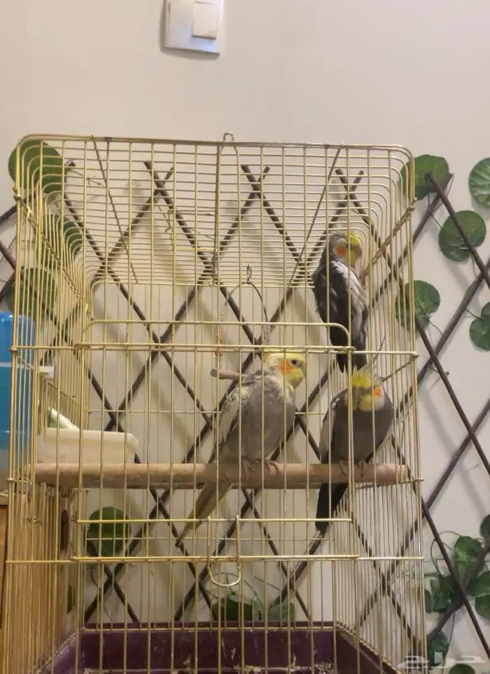 ثلاث طيور كروان للببع 4