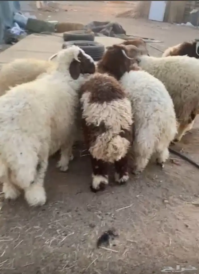 خرفان نعيم طيبه شعره وطرف وضهر شي صلاة نبي مقفله 0