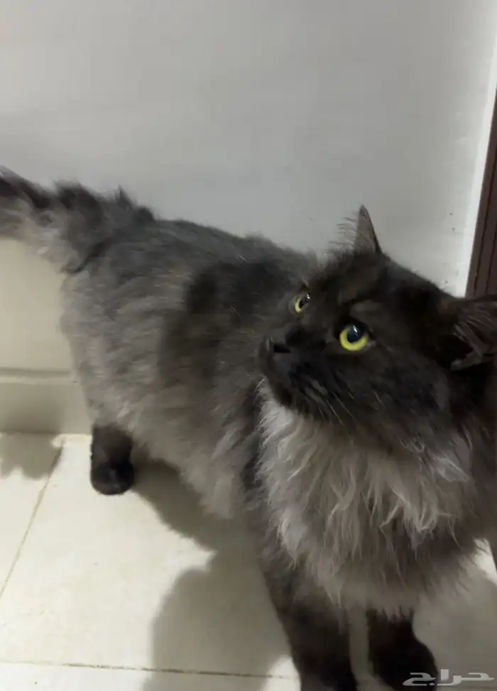 قط ماين كون سموكي ( للبيع ) 0