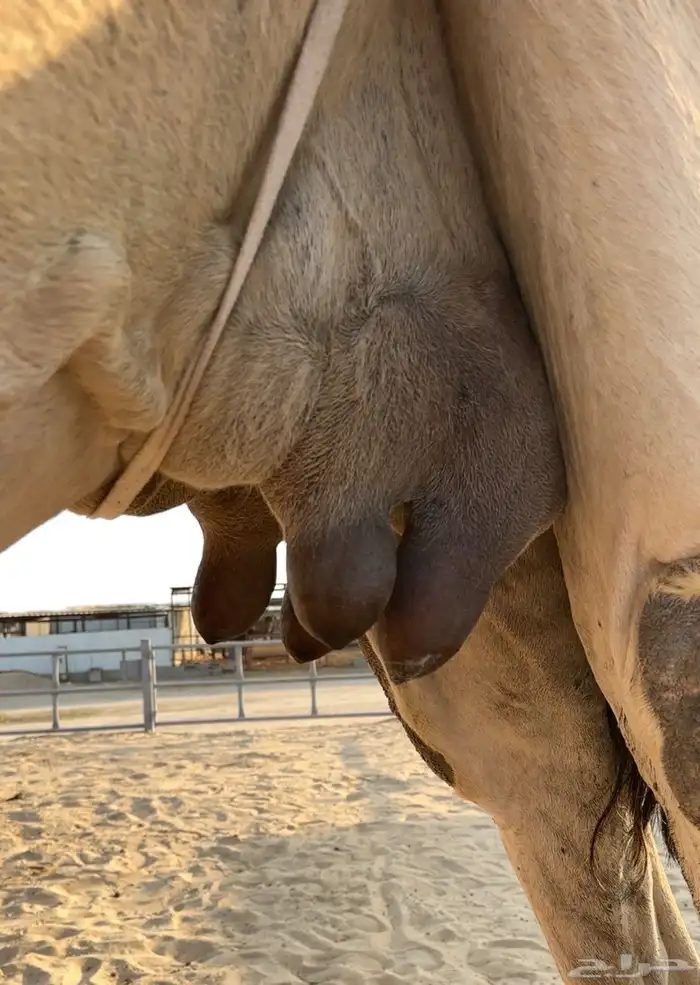 خلفه منيح رقم واحد والحليب واجد وهداوه تحتها قعود 1