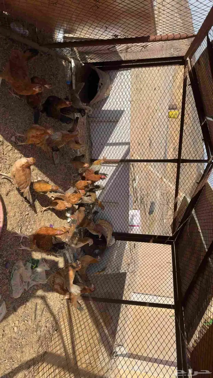 دجاج بلدي فاخر من الأخر 0