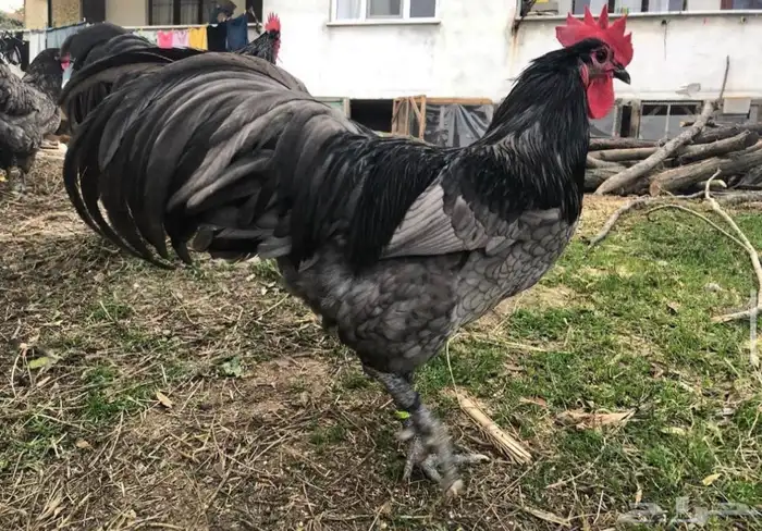 بيض مخصب للتفقيس لسلاله الاسترالورب الالماني العملاق 4