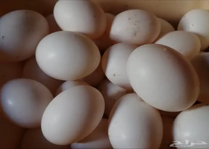 مطلوب بيض حمام 0