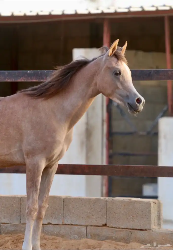 الفحل فيكتور الخالد متاح للتشبيه للواهو و الشعبي 21