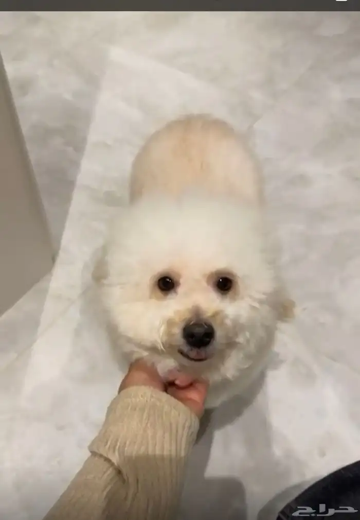 كلب انثى للبيع 1