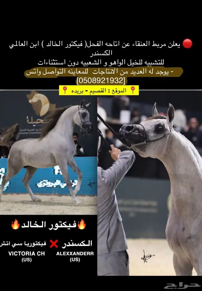 الفحل فيكتور الخالد متاح للتشبيه للواهو و الشعبي 1