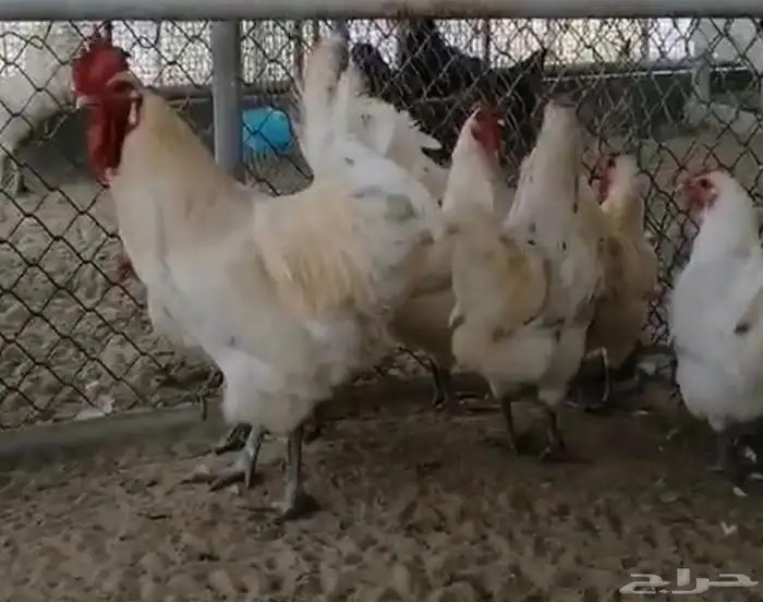 صيصان دجاج زينة 11