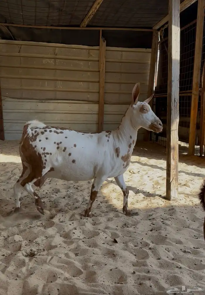 عمنياة للبيع مشتراء دفع على كلام راعيها وبينه 0