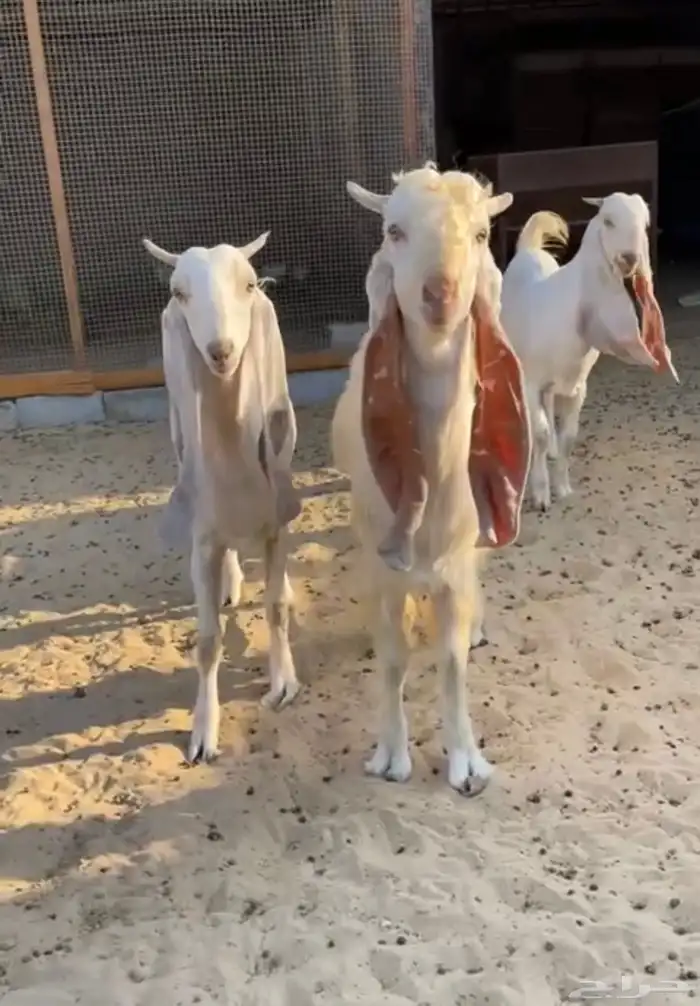 معزه جدعات طيبات 1