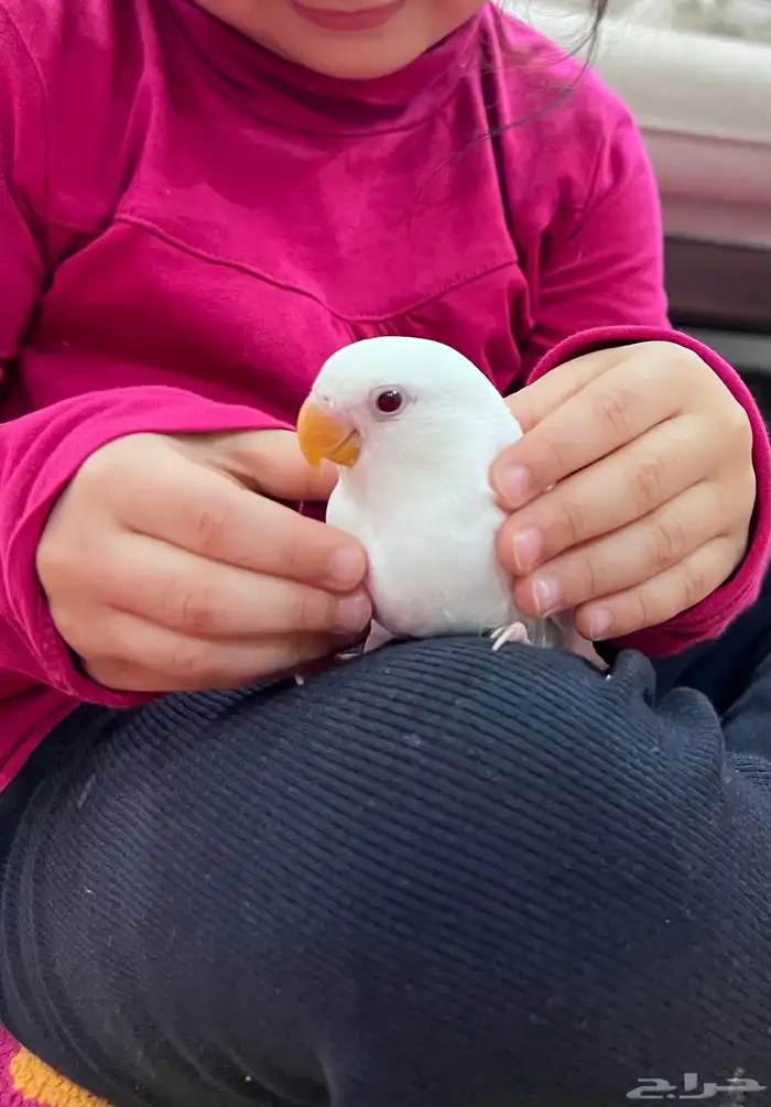 ببغاء روز اليف جدا مناسب للاطفال شرط صحه و نظافه 0