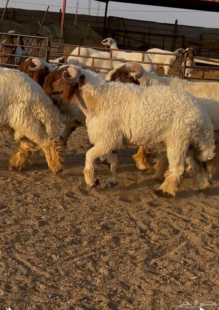 جدعان نعيم صنف للبيع 2