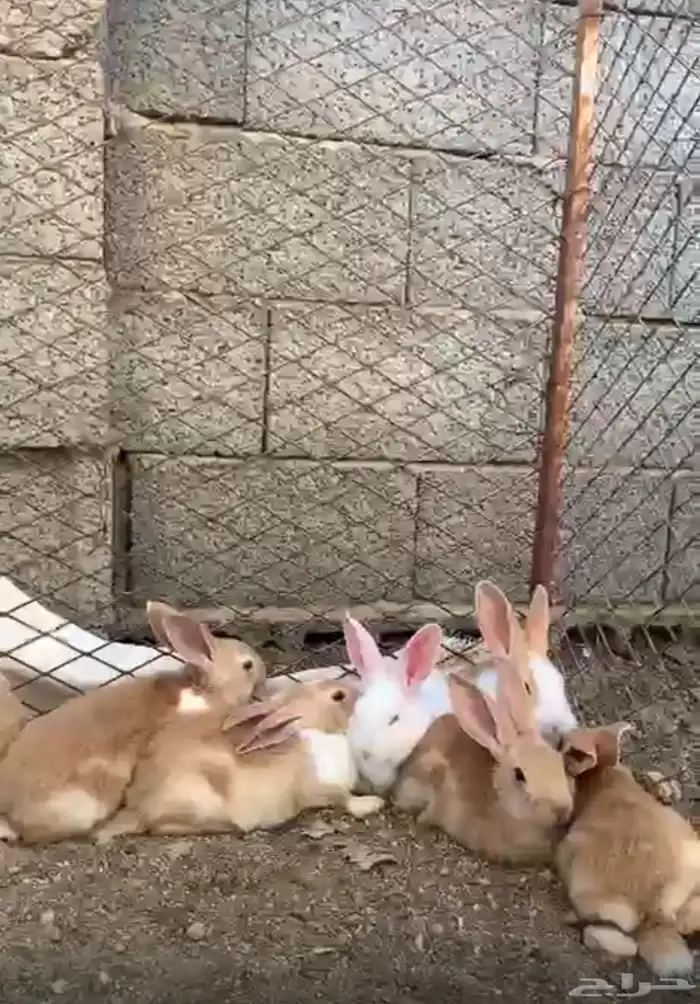 ارانب للبيع 0