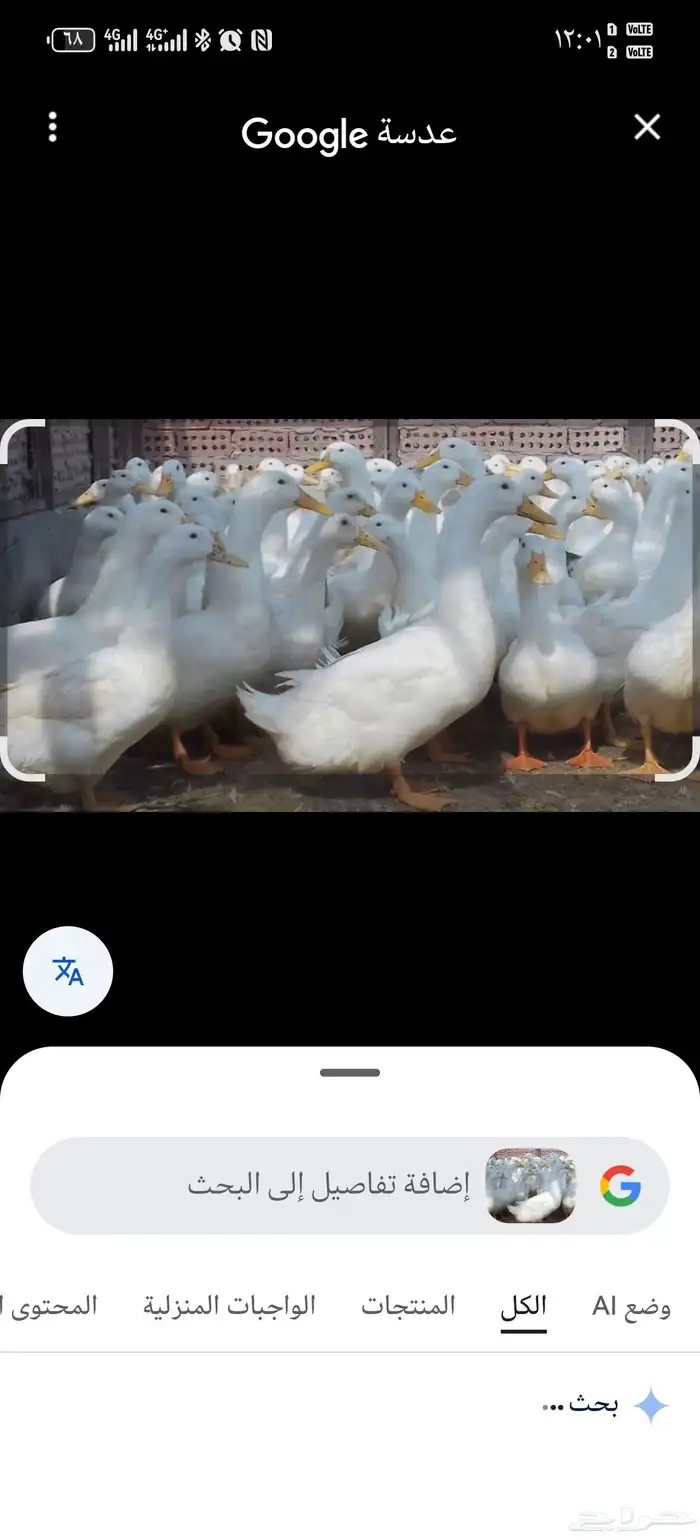 مطلوب بط بكيني 0