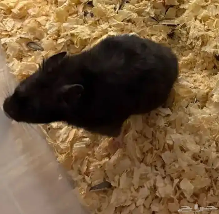 هامستر لتبني 1