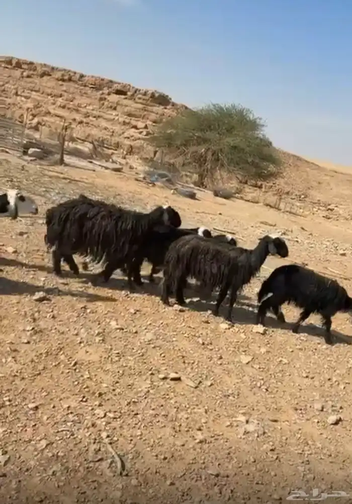 للبيع غنم و معزاء 2