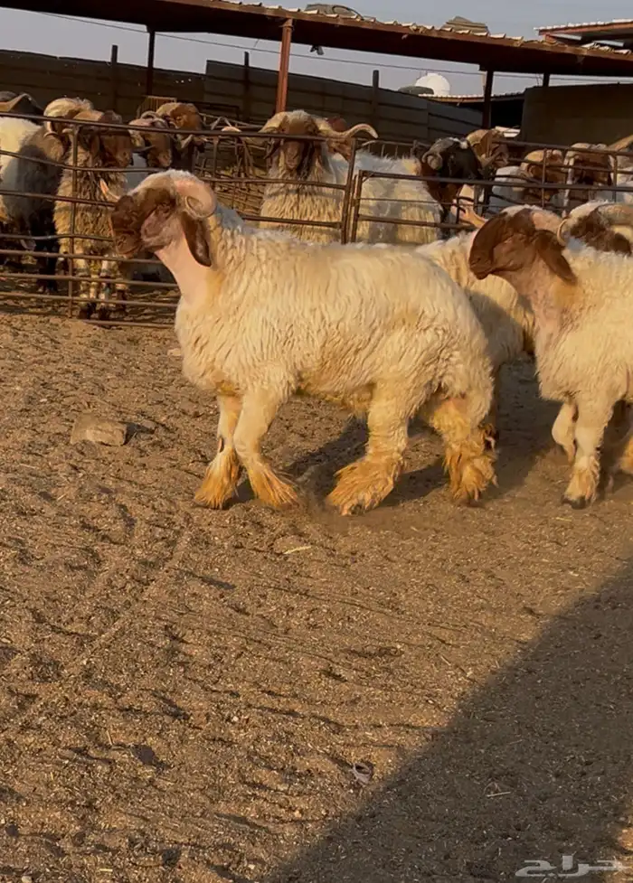 جدعان نعيم صنف للبيع 0