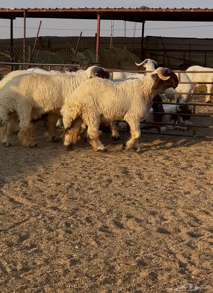 جدعان نعيم صنف للبيع 1