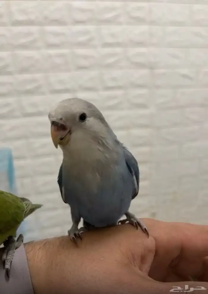 روز أزرق أليف للبيع 0