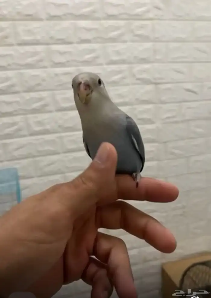 روز أزرق أليف للبيع 1