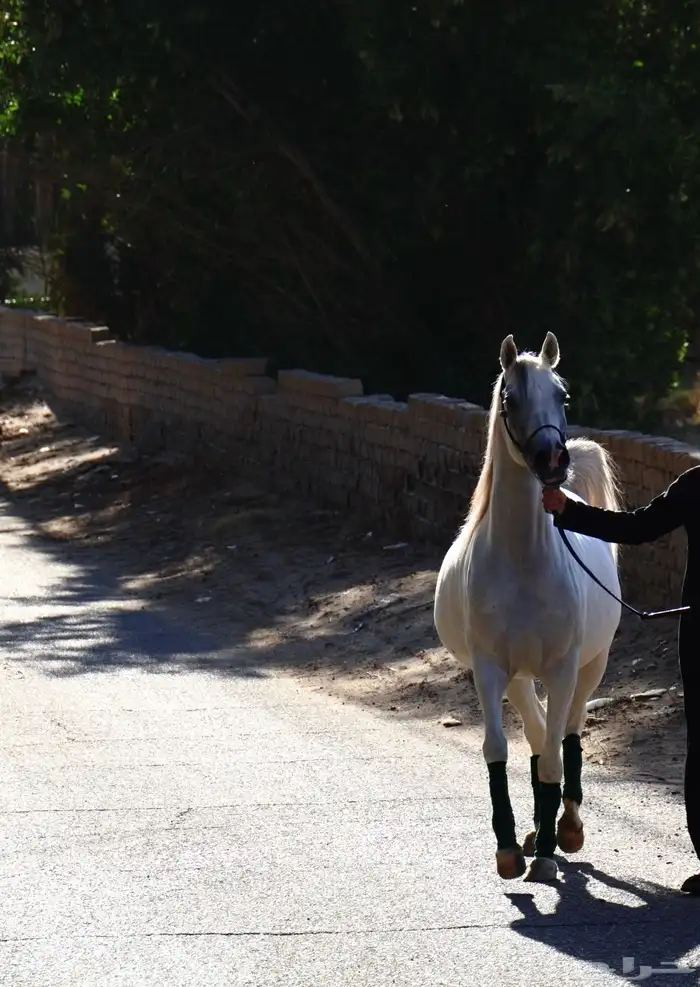 فرس واهو كولتي عالي 0