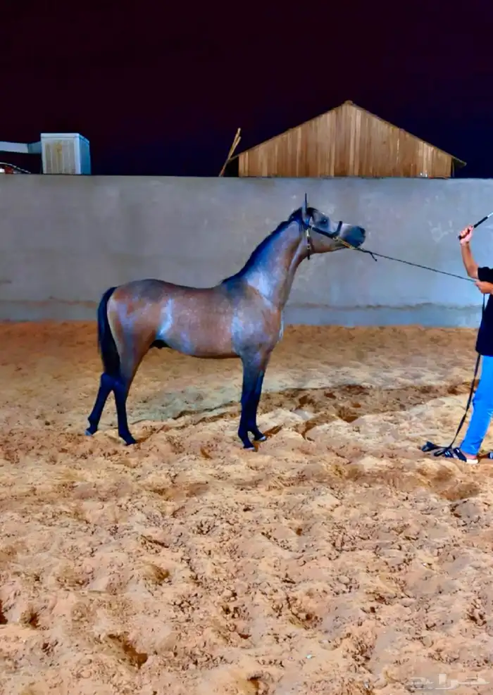 الفحل فيكتور الخالد متاح للتشبيه للواهو و الشعبي 15