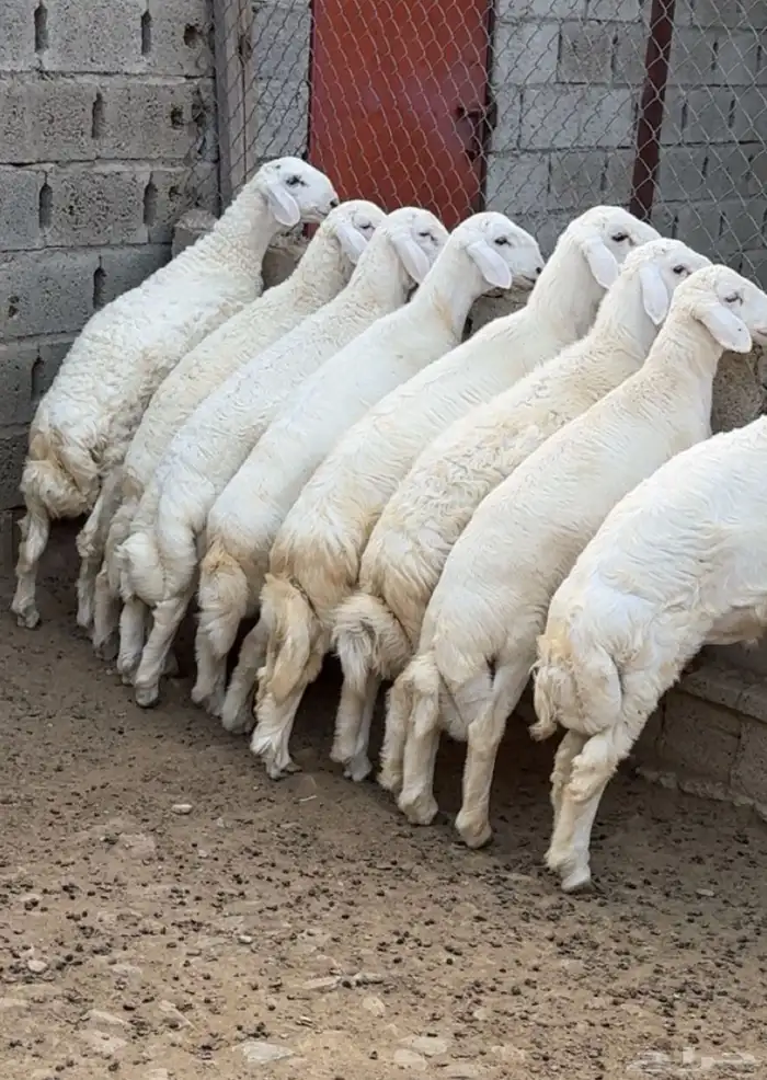 طليان عدد 8 2