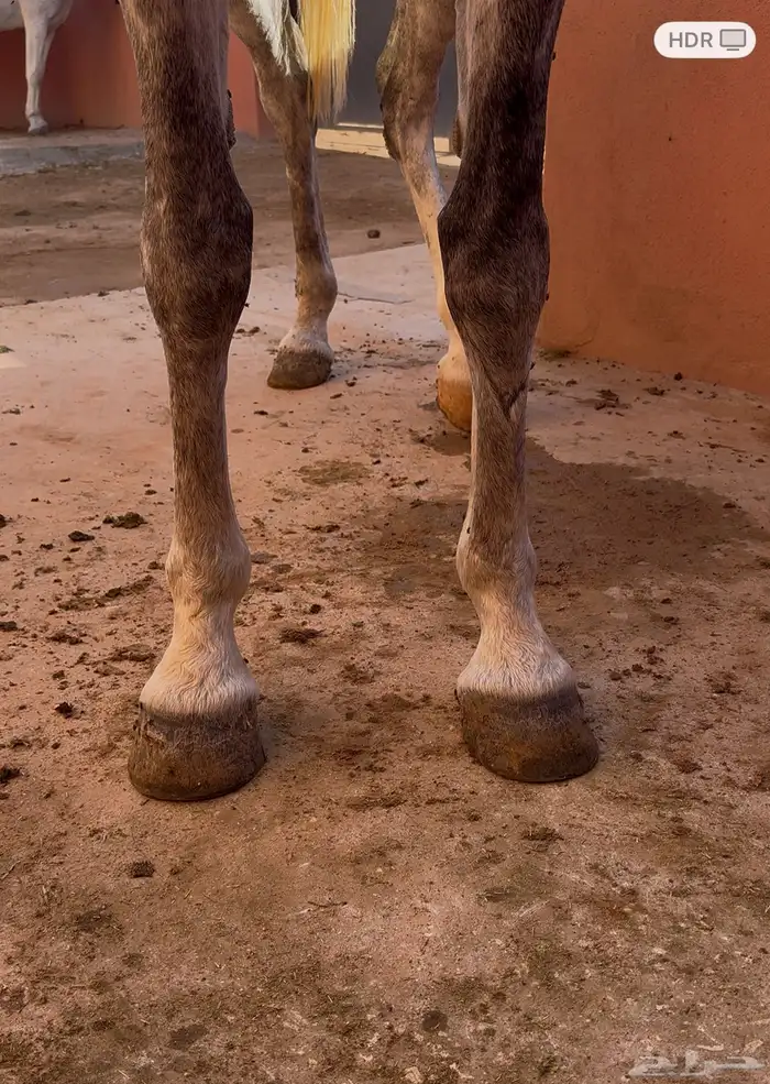 فرس واهو لقاح ثقيل 3