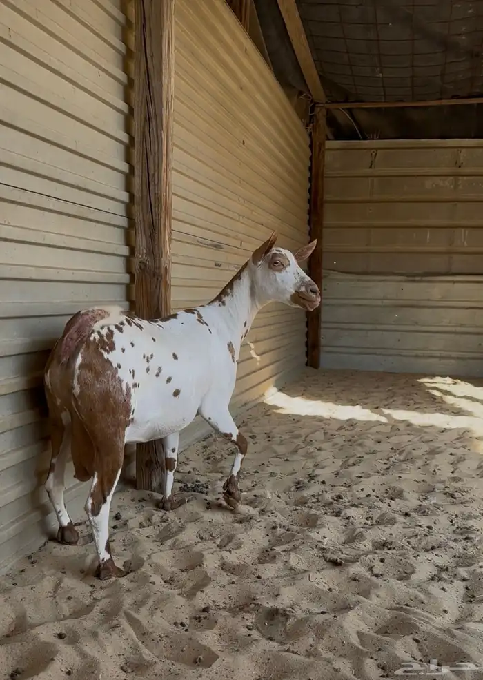 عمنياة للبيع مشتراء دفع على كلام راعيها وبينه 1