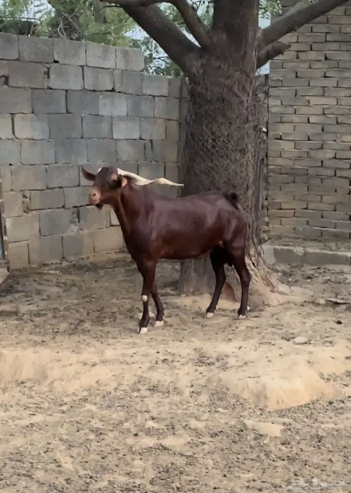 تيس ادهم محايلي 2