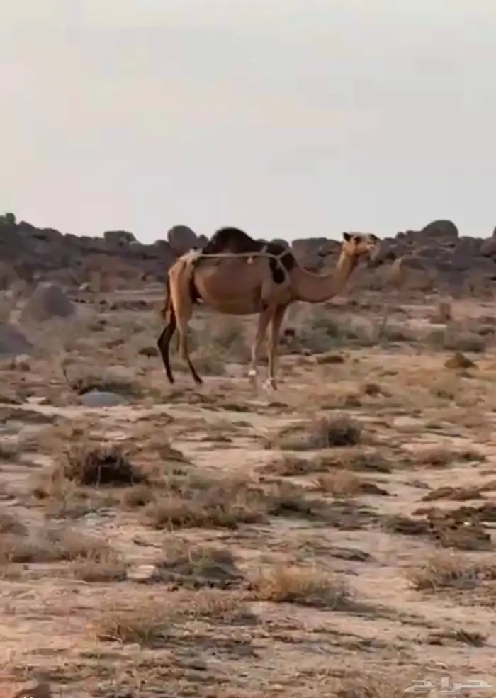 ناقه على اول لقاح حمراء سديس 0