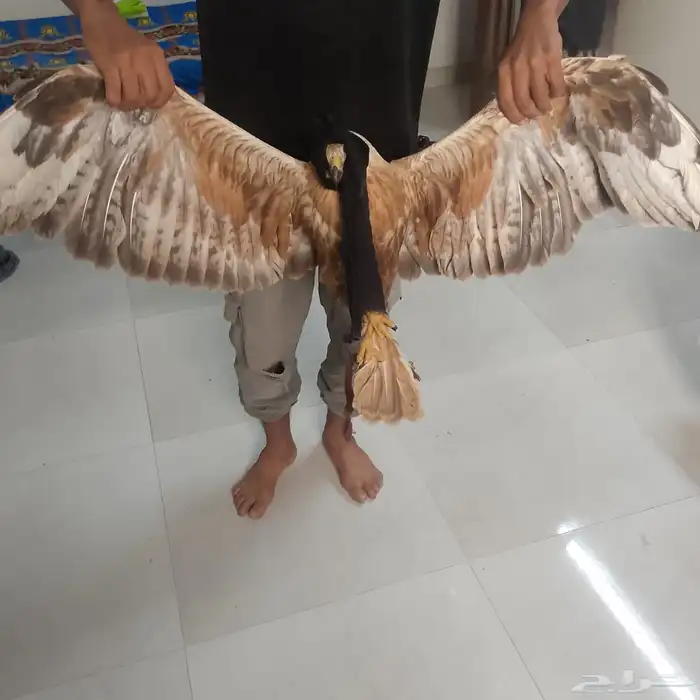 عقاب ذهبي على السوم لتواصل واتس فقط 1