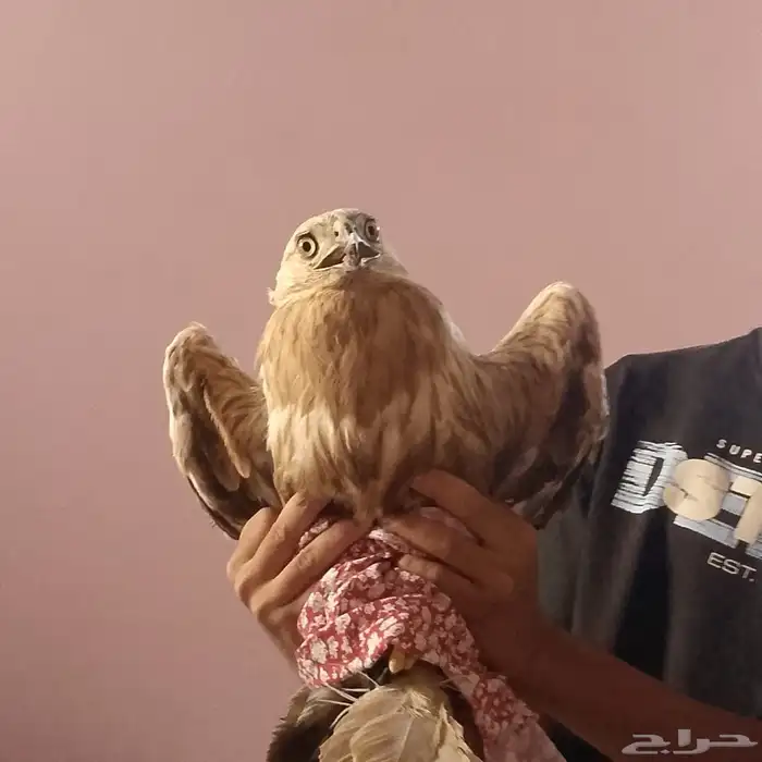 عقاب ذهبي على السوم لتواصل واتس فقط 2